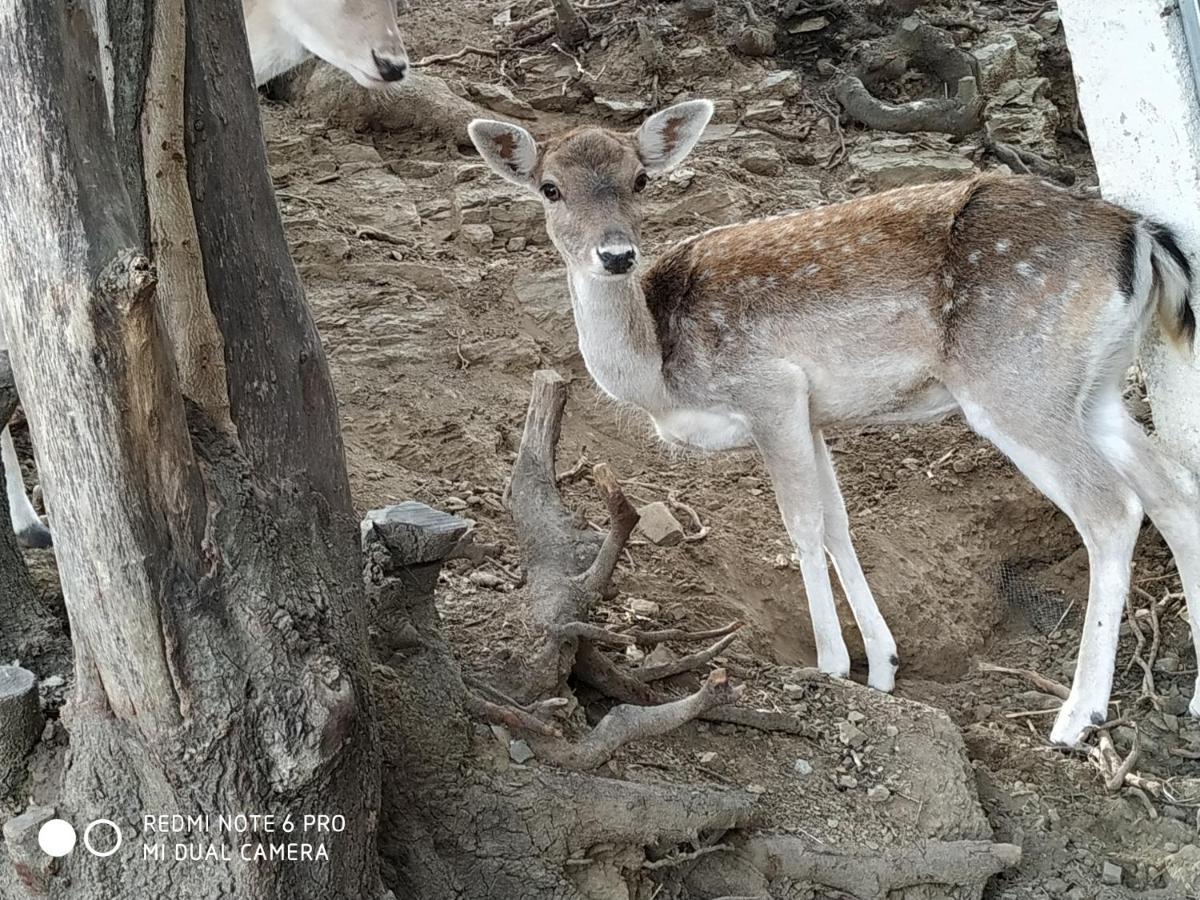 Il Silenzio Villa Magarikari Luaran gambar